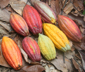 cacaopod_01
